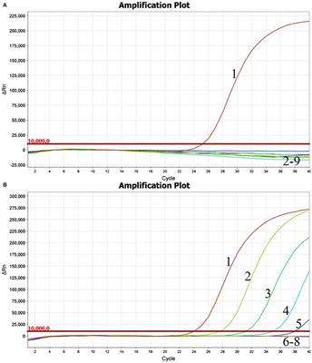 Development of a new TaqMan-based real-time RT-PCR assay for the specific detection of bovine kobuvirus